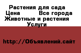 Растения для сада › Цена ­ 200 - Все города Животные и растения » Услуги   